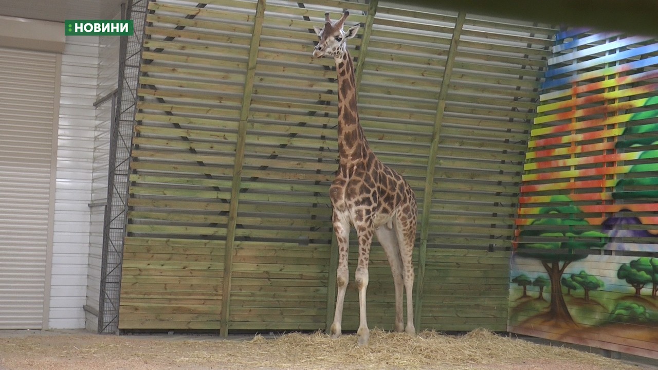 До Миколаєва привезли трирічного самця жирафа на ім’я Логан