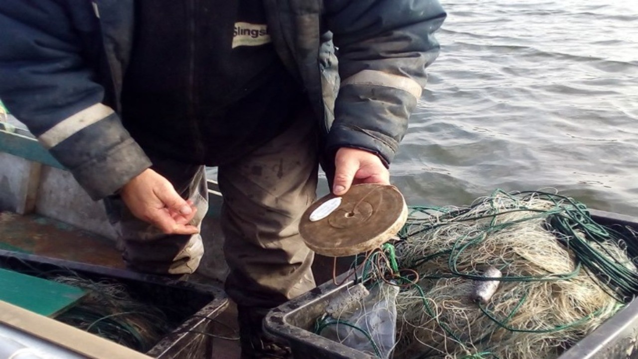 На Миколаївщині діє заборона на вилов риби 